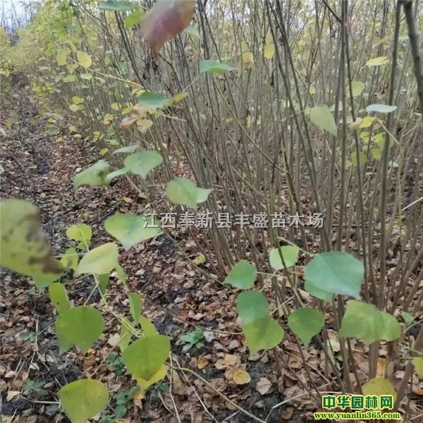 걭硢硢硢?du)IB(yng)