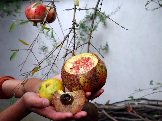 ʯ䡢ˮʯʯNֲءeͥԺ