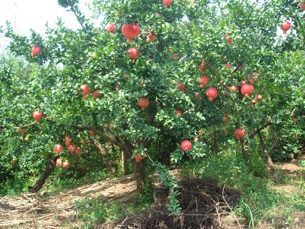 ʯ䡢Ә䡢䡢䡢Ә䡢Ҙ䡢ɽ高ľ