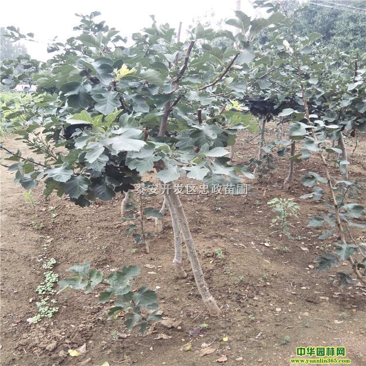 2ɽ高2ִɽ高2ɽ高