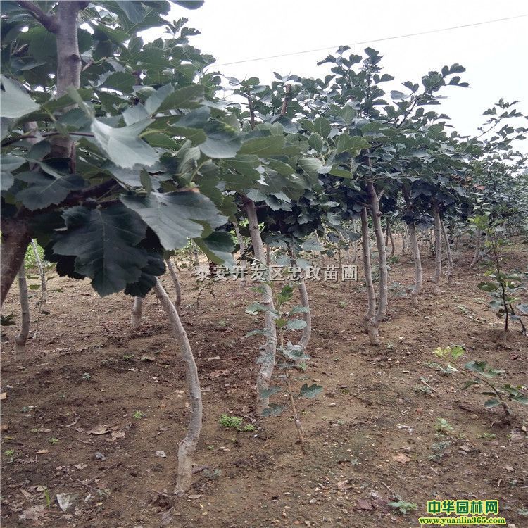 ɽС硢ɽ高硢ɽСһw