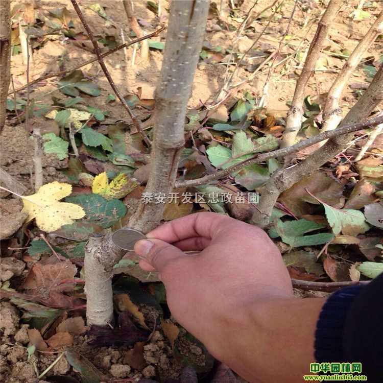 tɽ硢uɽ高硢tɽ高