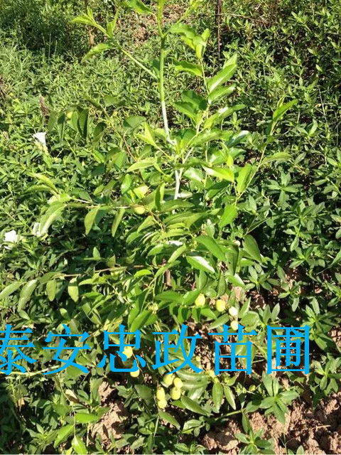 硢Fݴ̵ؚė硢̎헗