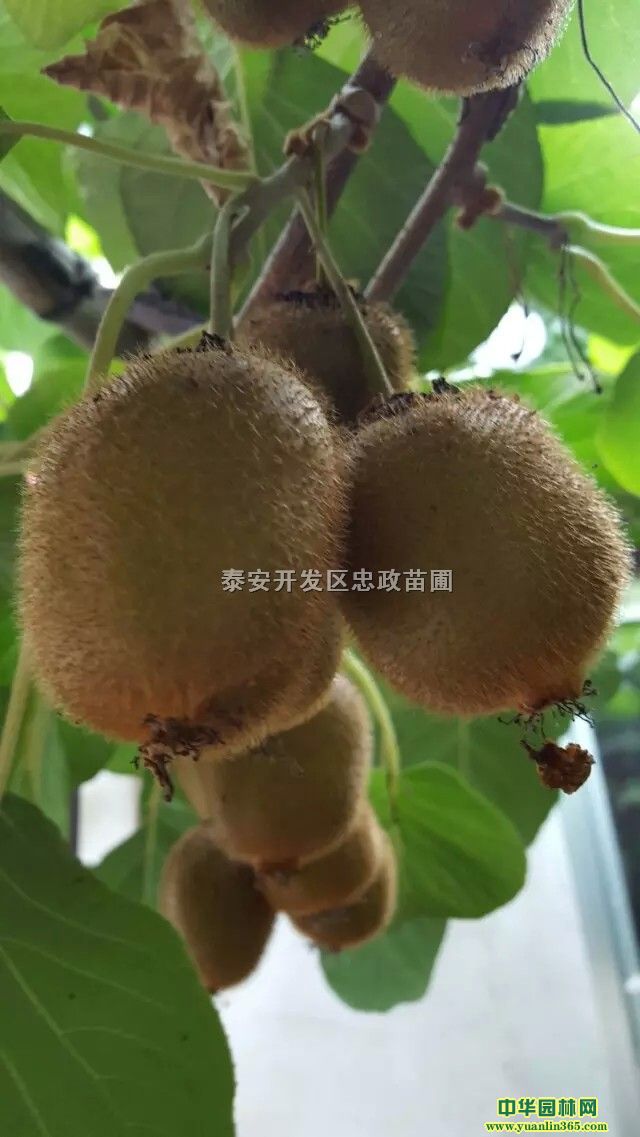 Jҡ̩ɽһ̖J硢NֲJǰ