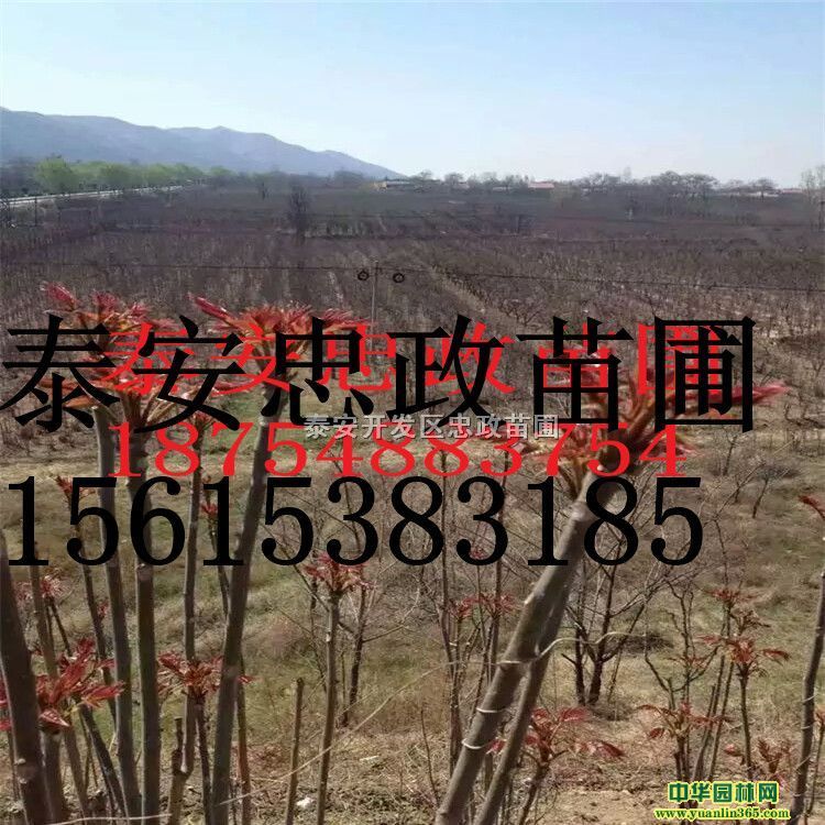 ռ㴻硢Mõļt㴻üt㴻