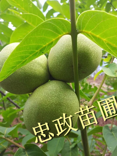 硢޽ӵĺҘ硢(dng)ĺ