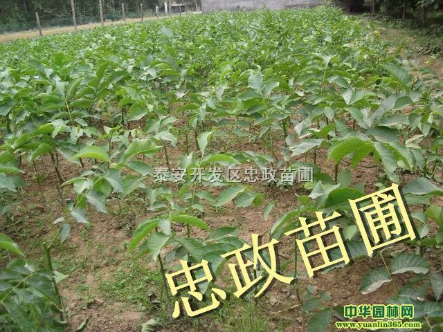 Ҙĺá̵ؚĺ硢FԷNĺ