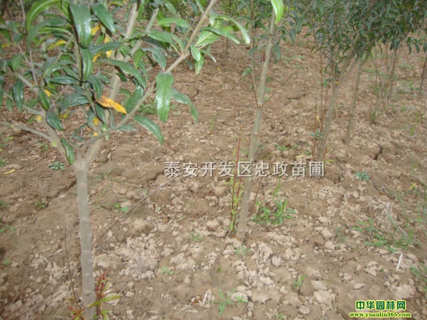 ɽ高硢ɽС硢ɽ高