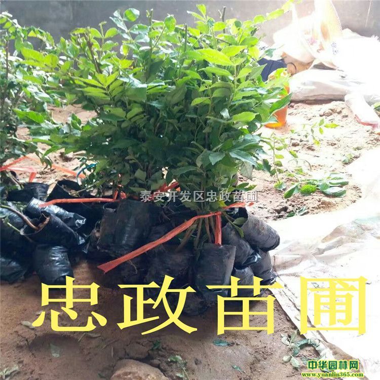 ôNֲɻʸߡmϷNֲėl