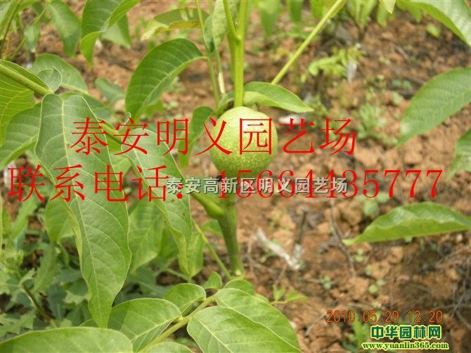 硢|Ӻ猍(sh)(sh)