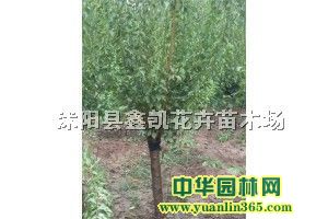 K6-8ּt÷Ҏ(gu)񡢃r(ji)