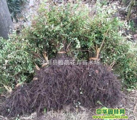 60ָ߻𼬽Ka؃r60߻𼬽Kr񡮡aֱ