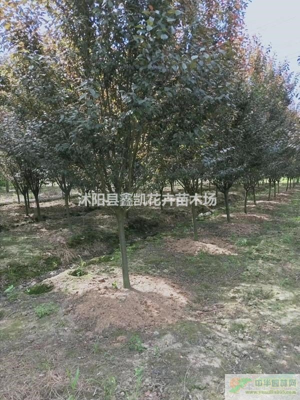 a(chn)ع(yng)34ּt~/