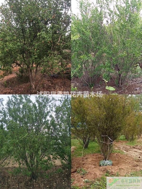 12ʯ5080ֹ115ʯK(yng)