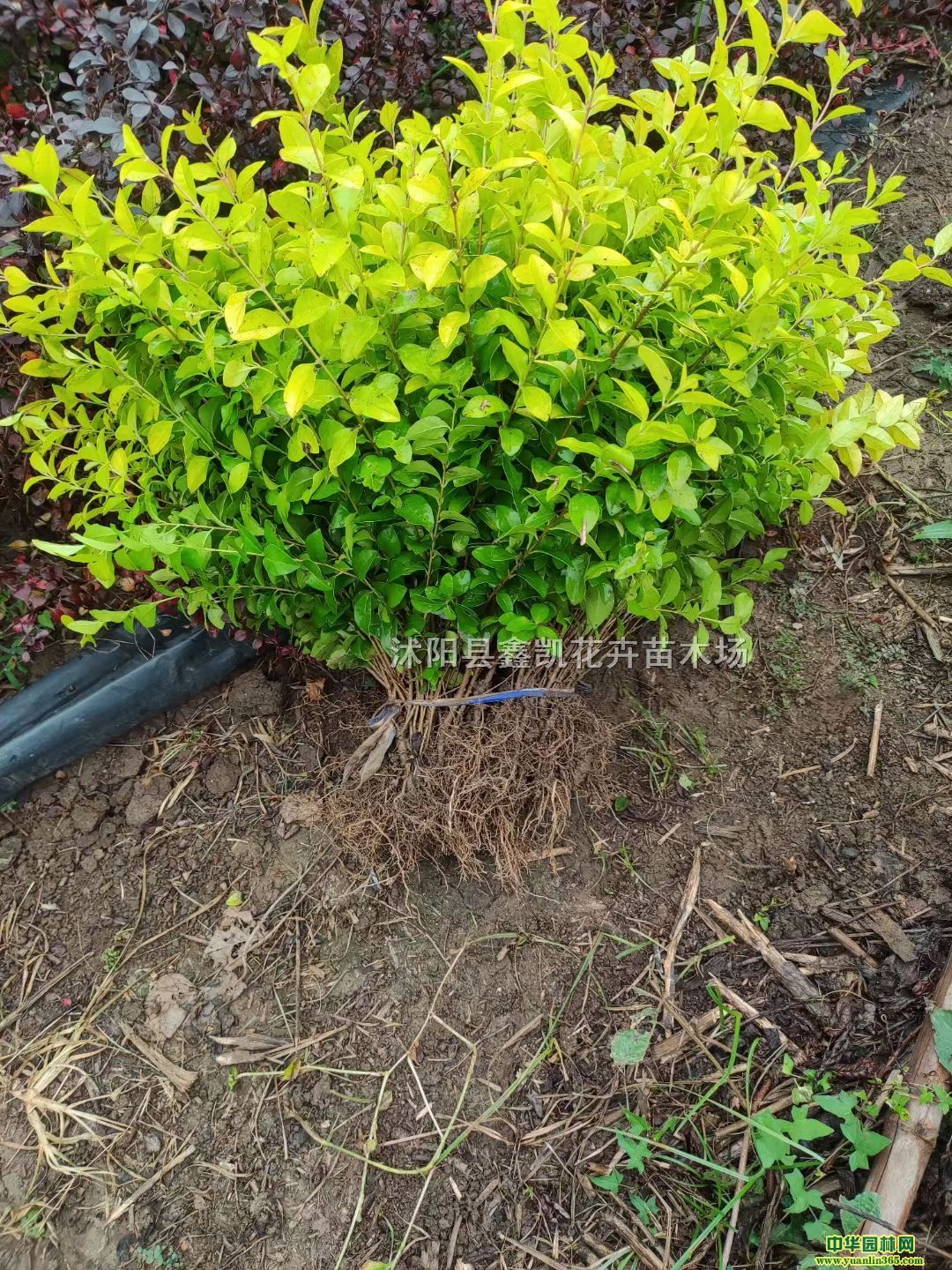 ~Ůؑ(bo)r(ji)ŮؑDƬ