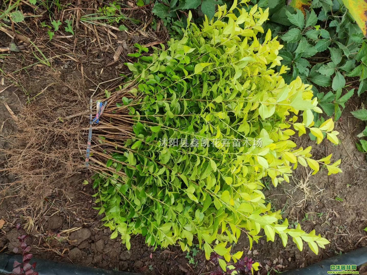 ~ŮؑGh硢-~ŮؑDƬŮؑ(bo)r(ji)