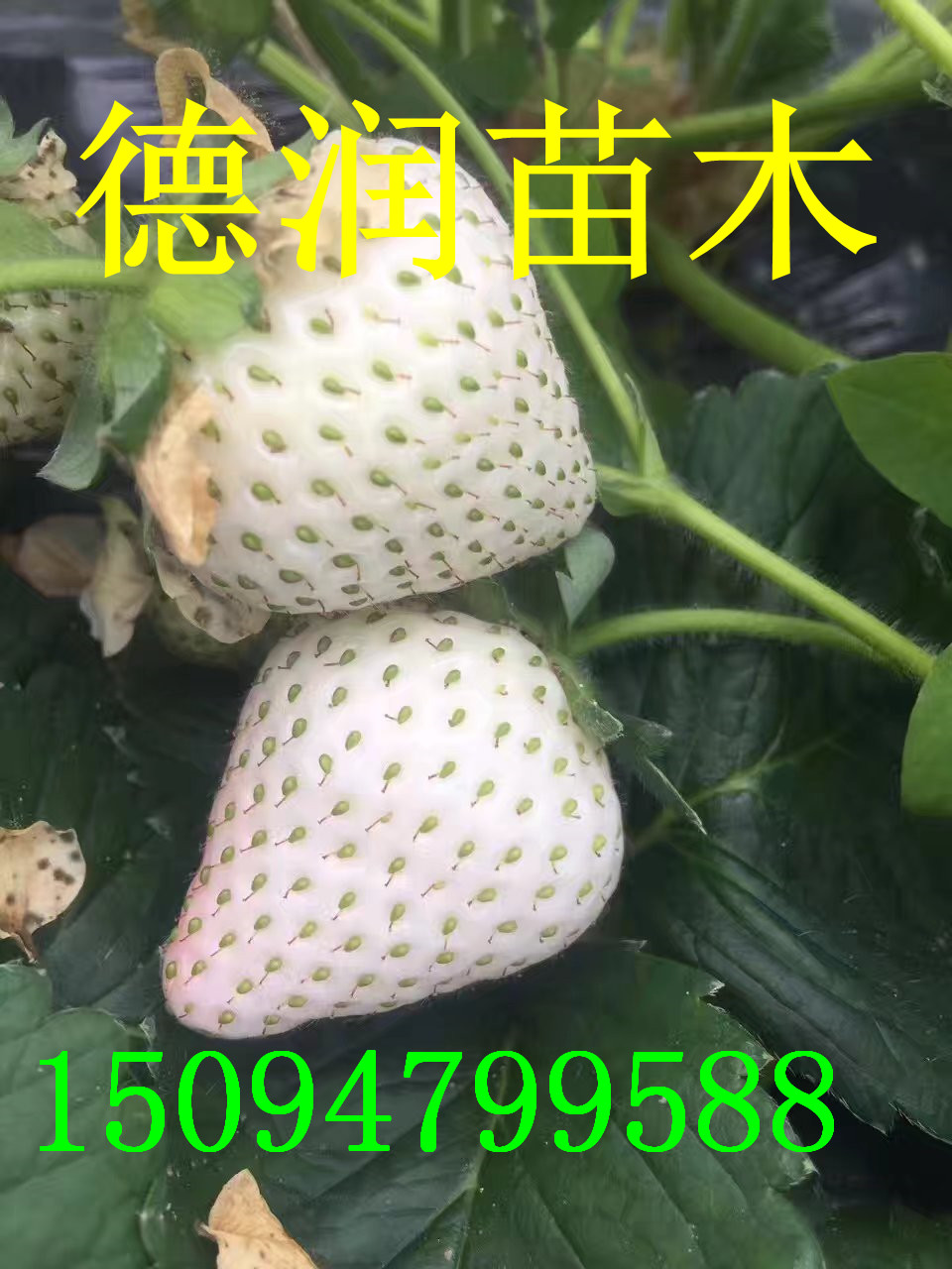 Сײݮ(bo)r(ji)2017Сײݮԃr(ji)