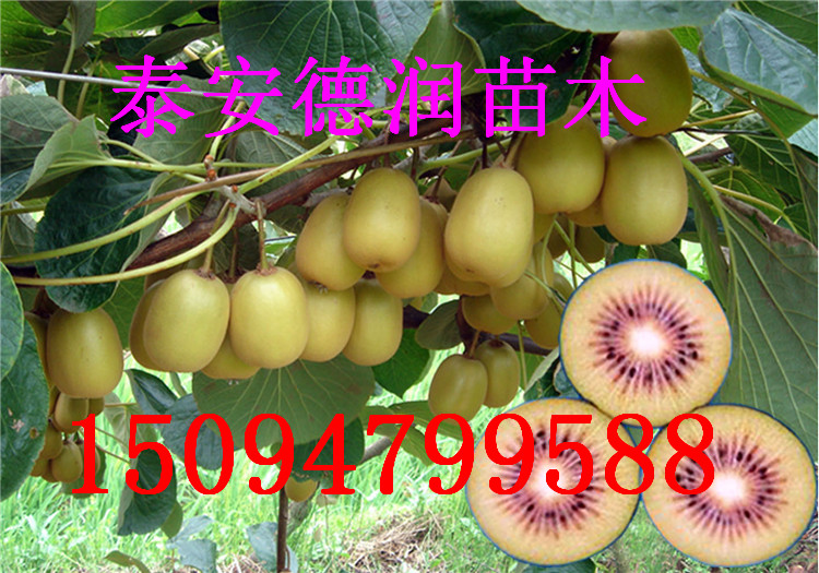 tꖫJr񡢼tġ޽ӼtꖫJr