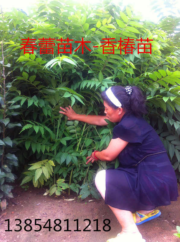 ̩(yu)|(zh)t㴻硢جF(xin)ڼt㴻