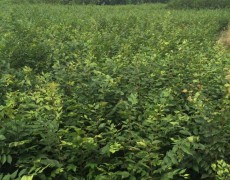 (yu)|(zh)tС硢ŽcAr(nng)I(y)B(ti)tС