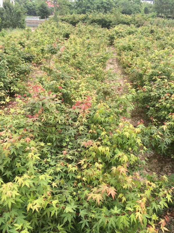 ؏1uצС80-1200.8Ԫÿ