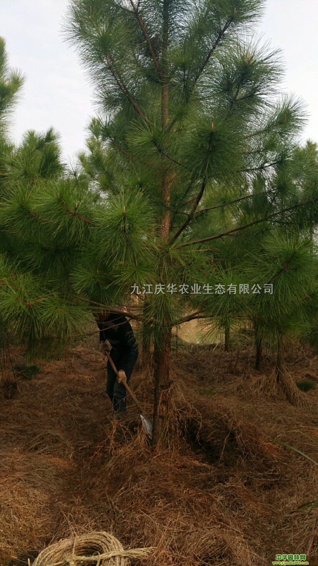 8փr85Ԫá10ֈr130Ԫ