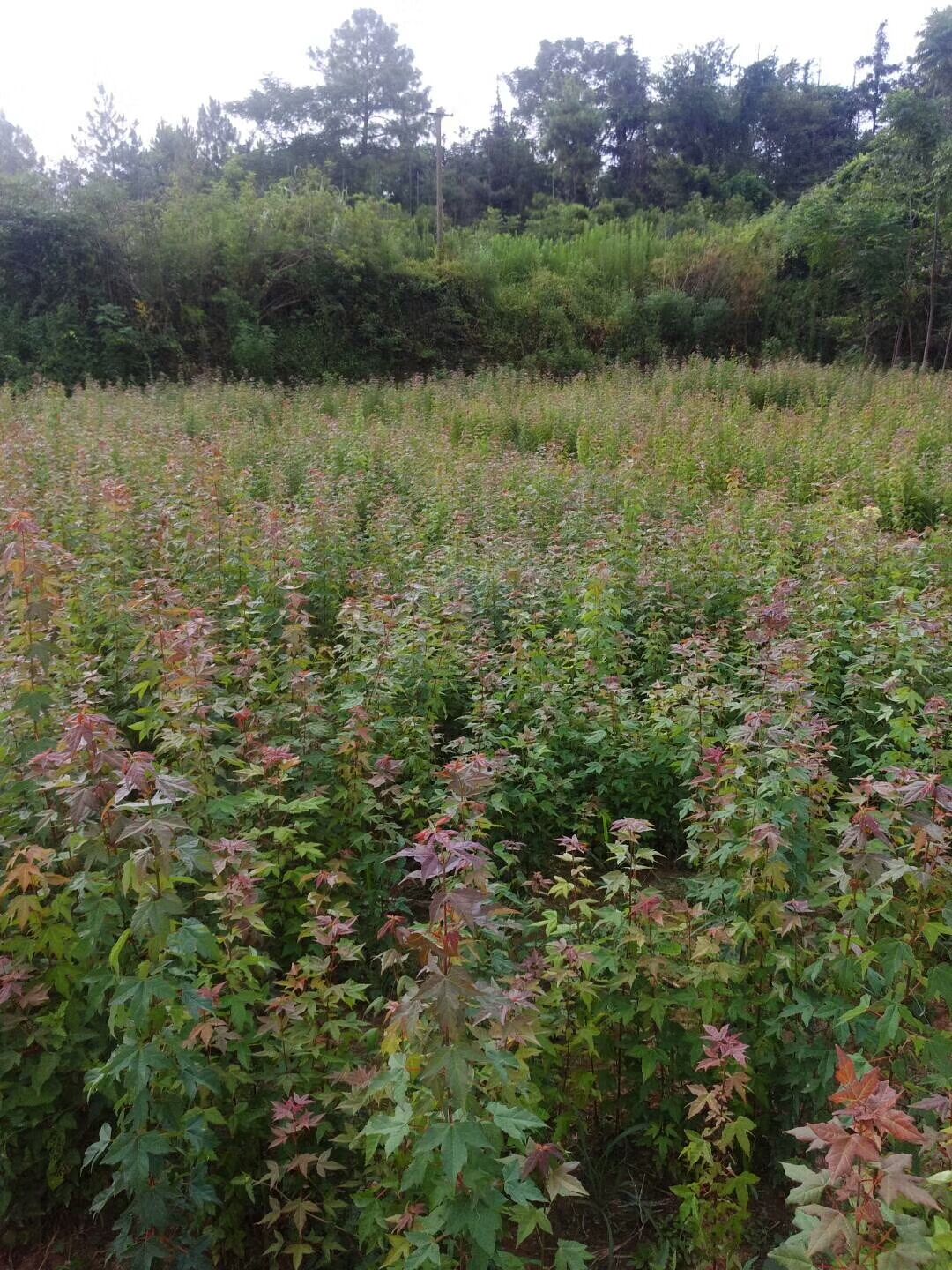 ŽcAشֱNǗС硢r񌍻ݡҎ(gu)