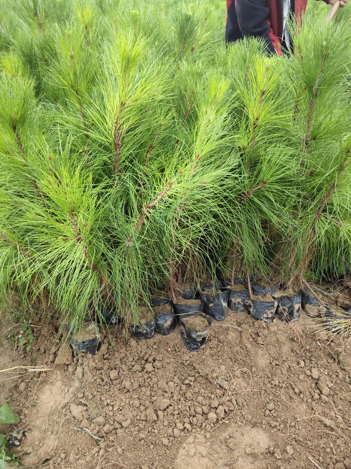 |123456Сr񌍻