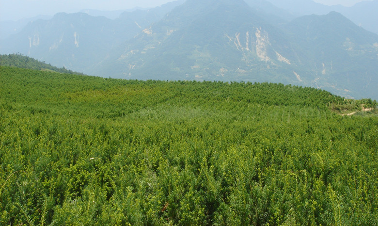 tɼС箔硢0.8ԪSGľ