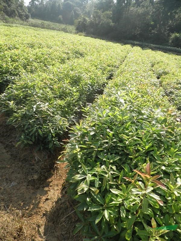 SľС硢؏1ľС硢؏2ľС