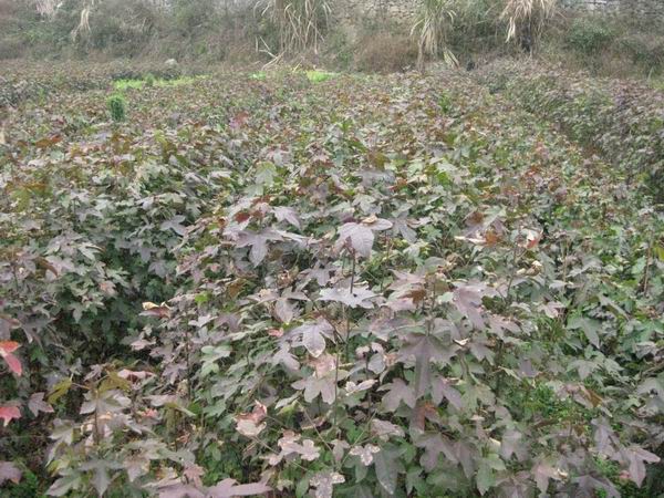 С硢؏1֗С硢؏2֗С