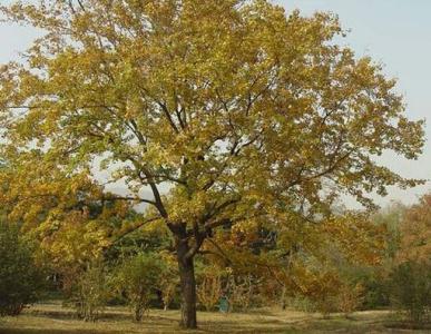 rֱNһSBľСNֲһSBľС