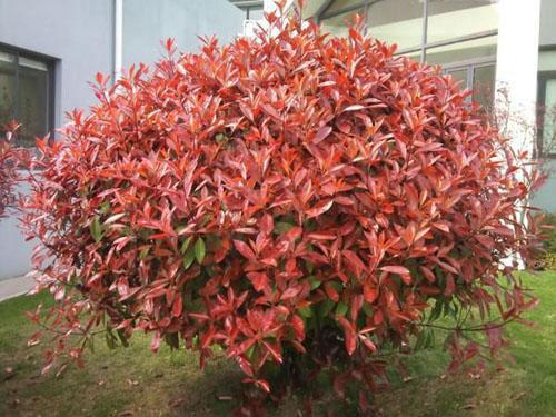 Ž1׸߼t~ʯСNֲ1׸߼t~ʯС