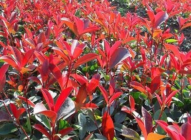 Ž2ּt~ʯСƷ|(zh)2ּt~ʯС