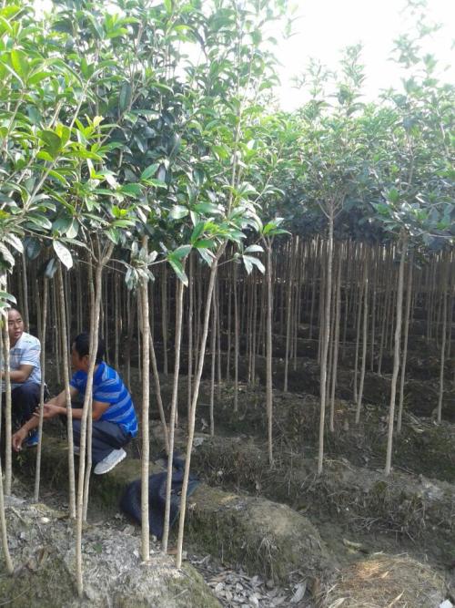 ֱN1׸ľС(yu)ݡ1׸ľС