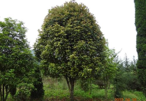 Ž80ָľСNֲrg80ָľС