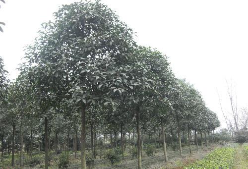 rֱN1׸ľСҪĿ1׸ľС