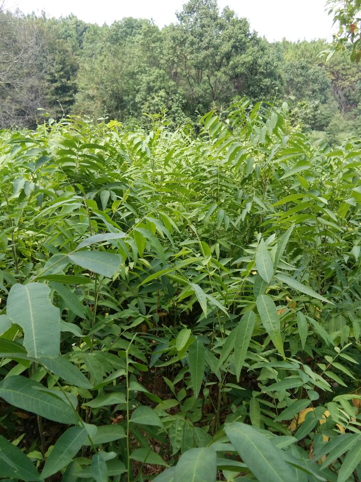 1֟oľr1֟oľء1֟ol