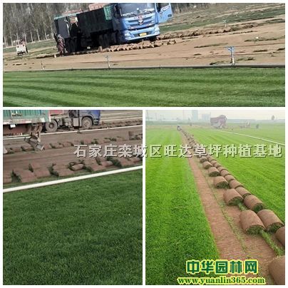 ɽƺɽƺءɽƺNֲɽƺl