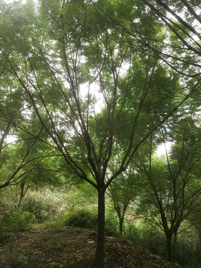 ɶ{麹15-20֘κÃr1500