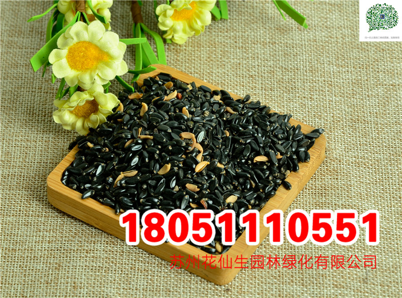 SNӡtʷNӡҷNӡķNӡͩN