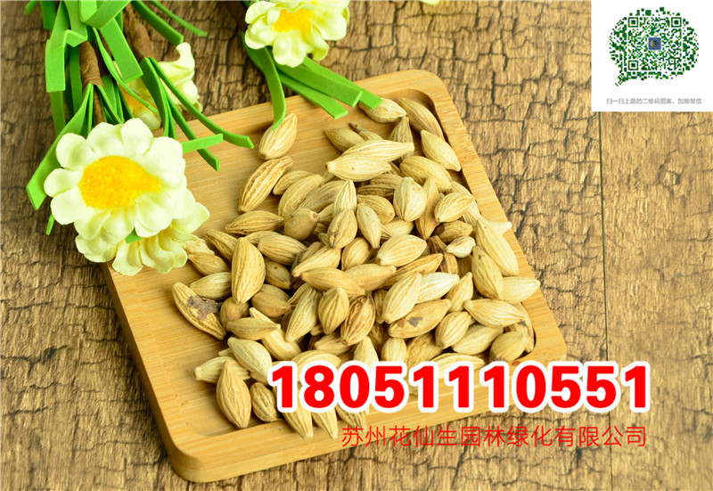 𻨷NӡѻNƤɷNӡɷNӡNӡ𻨷N