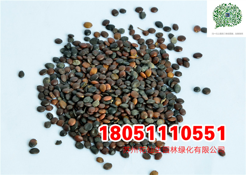 GNӡGNӡSNӡ׷NӡǷN