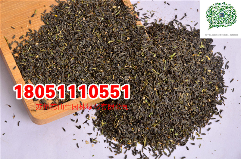 pɫuշNӡѩաѩաѪաߺѩշN