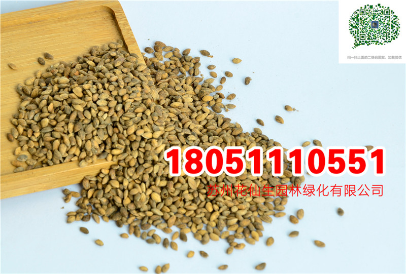 |RβɷNRRľNӝɷNĈDƬSֱN