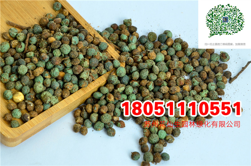 |SBľNӃSNӺͩNĈDƬSֱNr