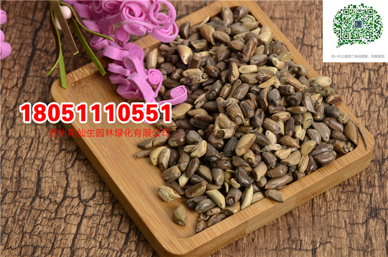 l|īײݷNӮ·NӌĈDƬSֱNr