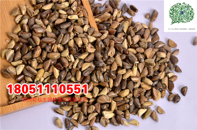 l|ݷNīײݷNţiuZݷNӏS