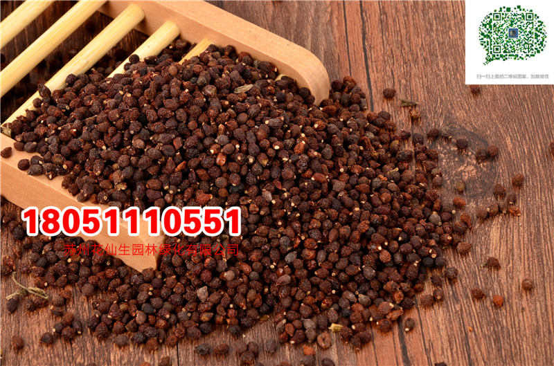 l|{SβNӺmSβϻSβSSβNӏSֱN