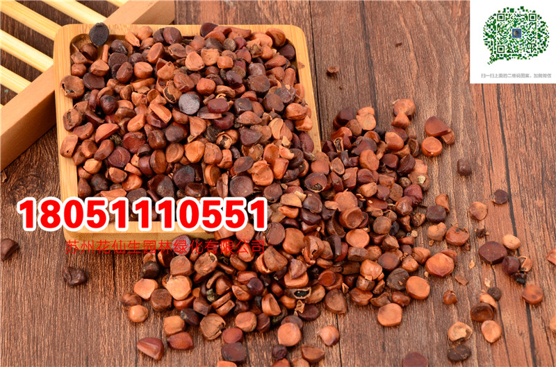 l|SSβNӸѩ{SβtSβNӏS